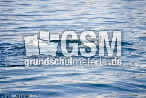 Buckelwal (57 von 57).jpg